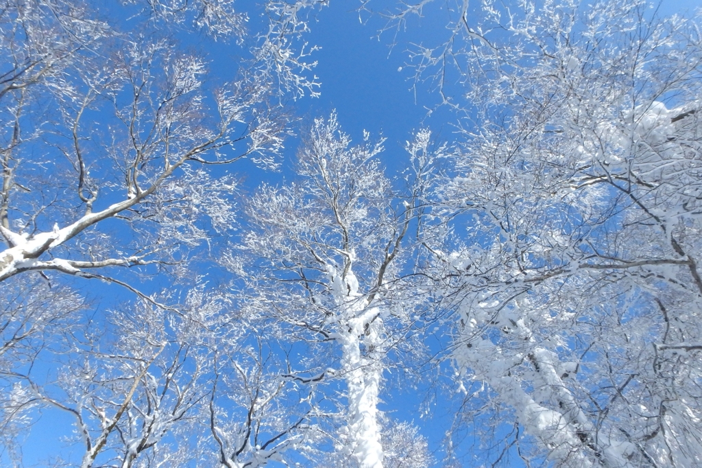 ブナ林のお約束・冬Ⅱ