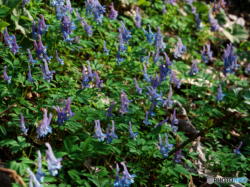 花園