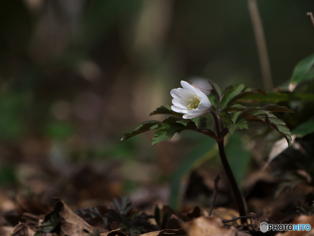 春山野の花Ⅰ