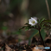 春山野の花Ⅰ