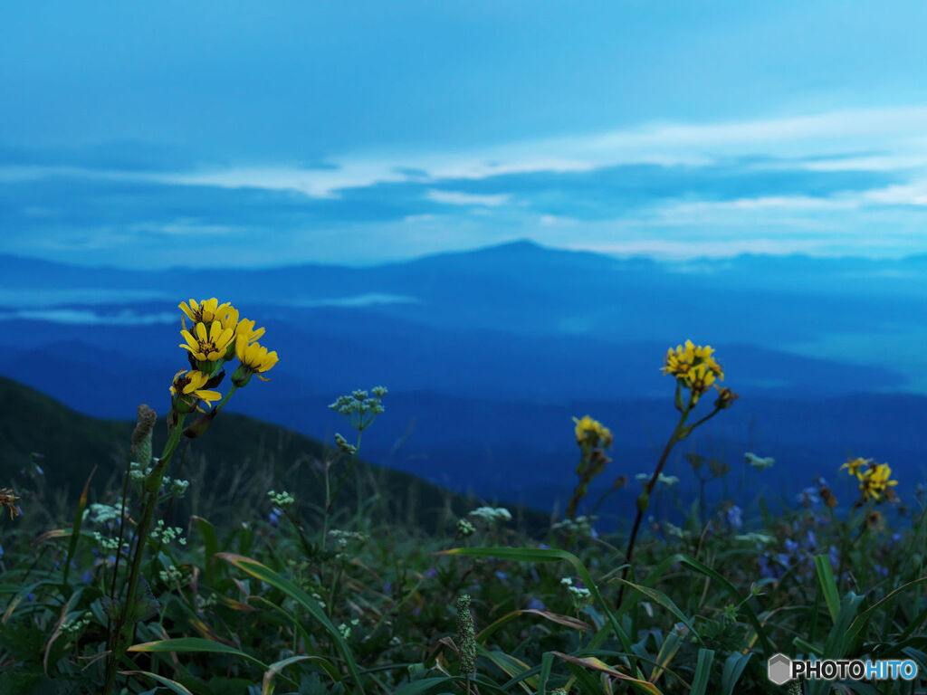 トウゲブキと月山