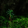 秋芽吹Ⅰ
