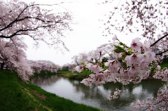 2011桜05