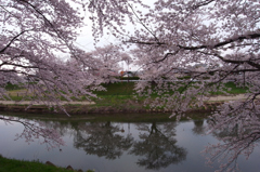 20100502太平川桜GX200_39