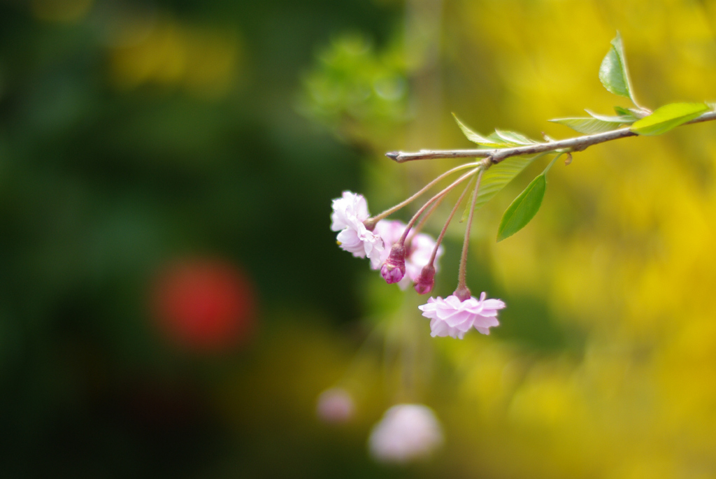 20100502庭の桜50mmF1・2 01