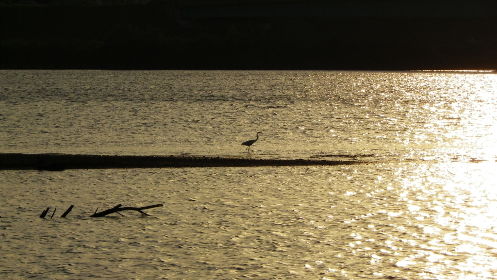 20101002家の近辺・河川敷046鷺X90