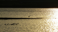 20101002家の近辺・河川敷046鷺X90