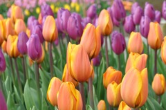 チューリップ