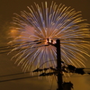 電柱に咲く花