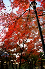 仁風閣庭園~夕暮れもみじ~