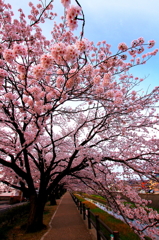 桜道の入口　