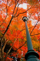 仁風閣庭園～もみじ～