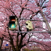春仕様信号機　～青色より桜色でSTOP!!～