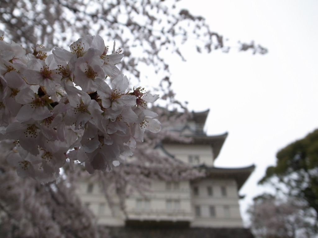 小田原城と桜