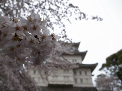 小田原城と桜