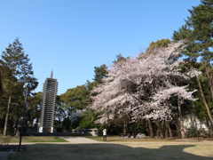 桜。