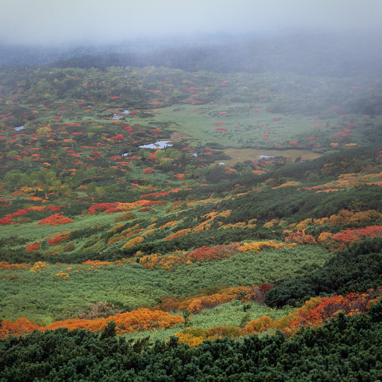 大雪山の紅葉