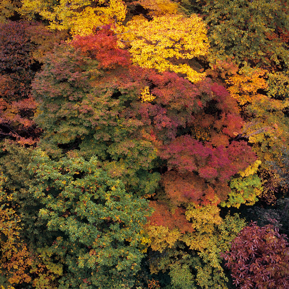 紅葉の森