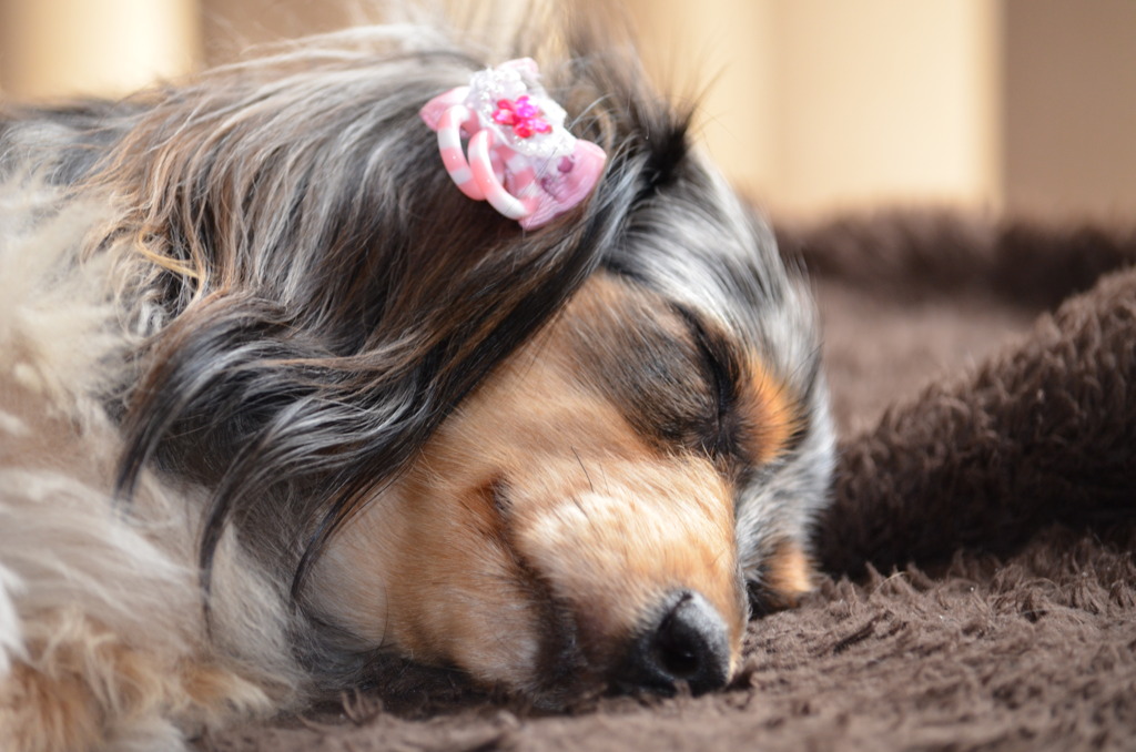 ｚｚｚ...