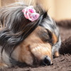 ｚｚｚ...