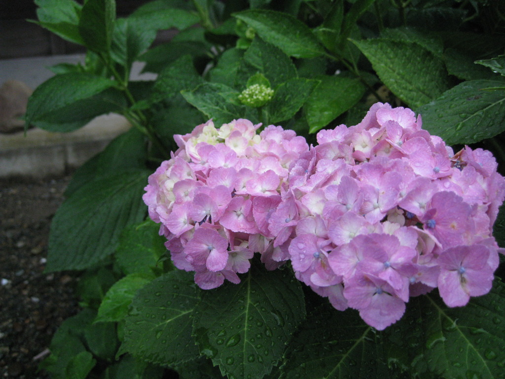 仲良し紫陽花