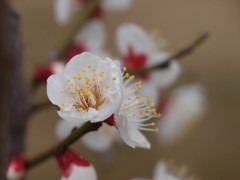 3月3日の梅