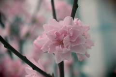 桃