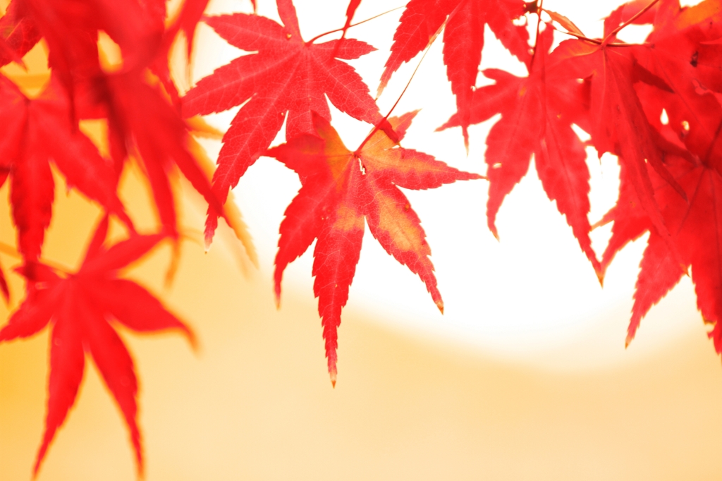 西宮紅葉2010