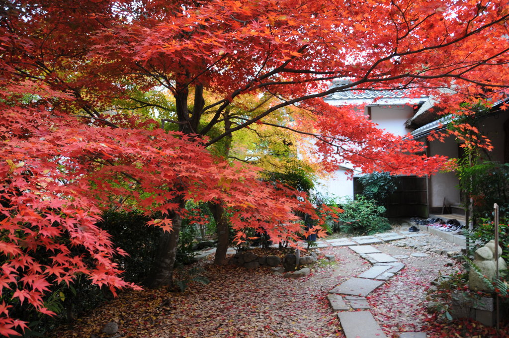 直指庵の紅葉です。