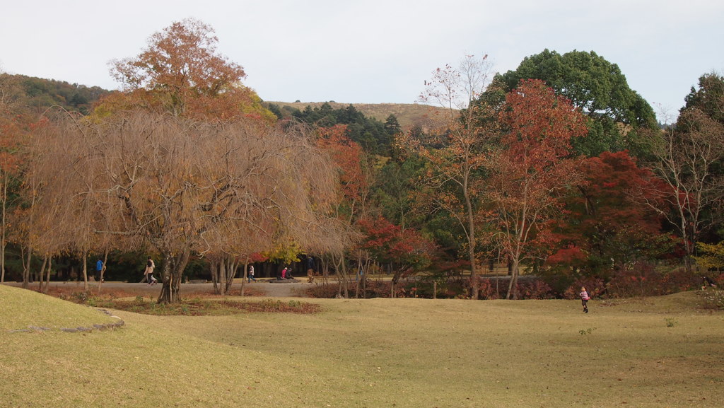 奈良公園の秋