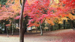 嵐山の紅葉です。