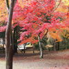 嵐山の紅葉です。