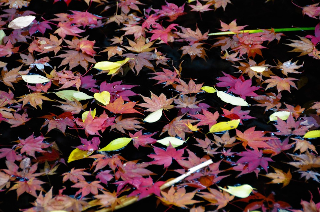 京都・紅葉直指庵の池