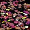 京都・紅葉直指庵の池