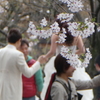 京都・新橋の桜と花嫁