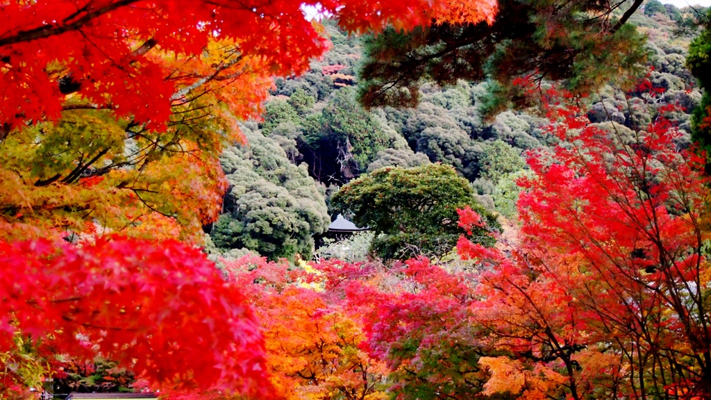 京都・秋の永観堂