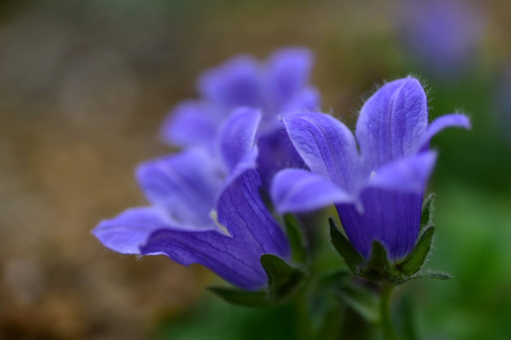 シコタンギキョウ