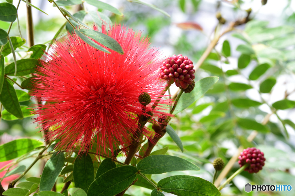 Red Powederpuff