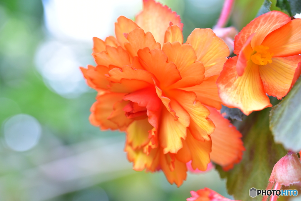 Begonia 2 