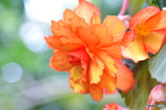 Begonia 2 