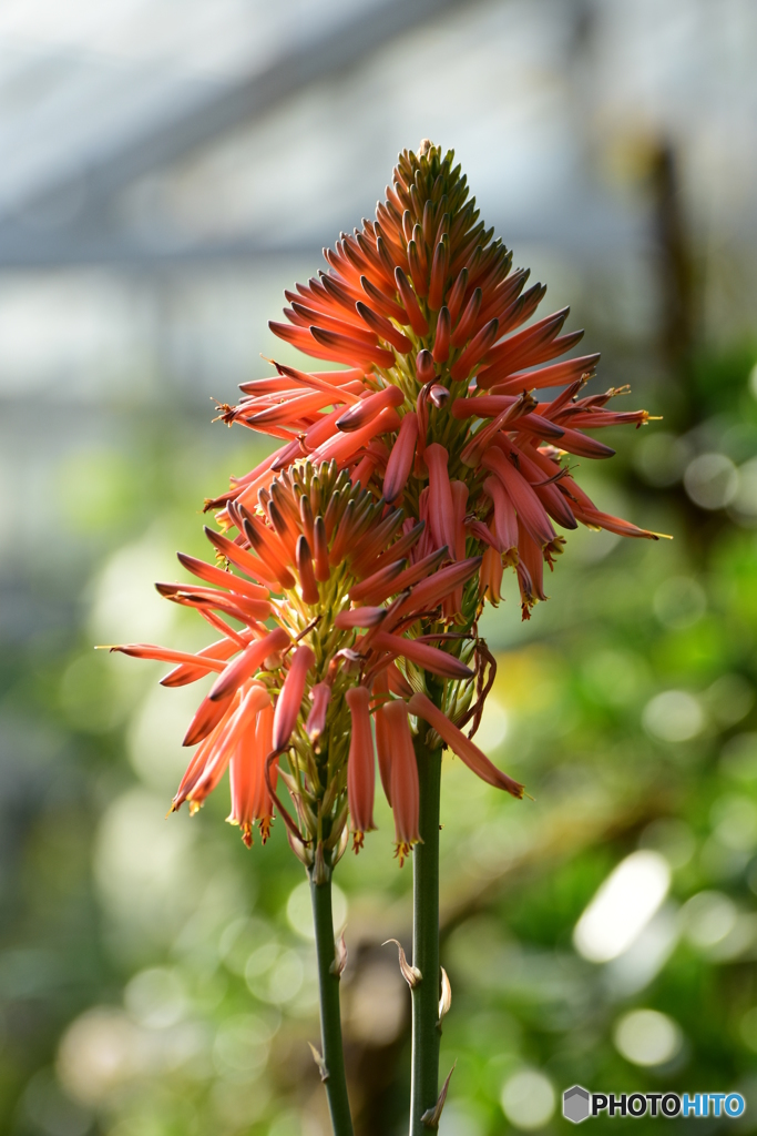 アロエの花