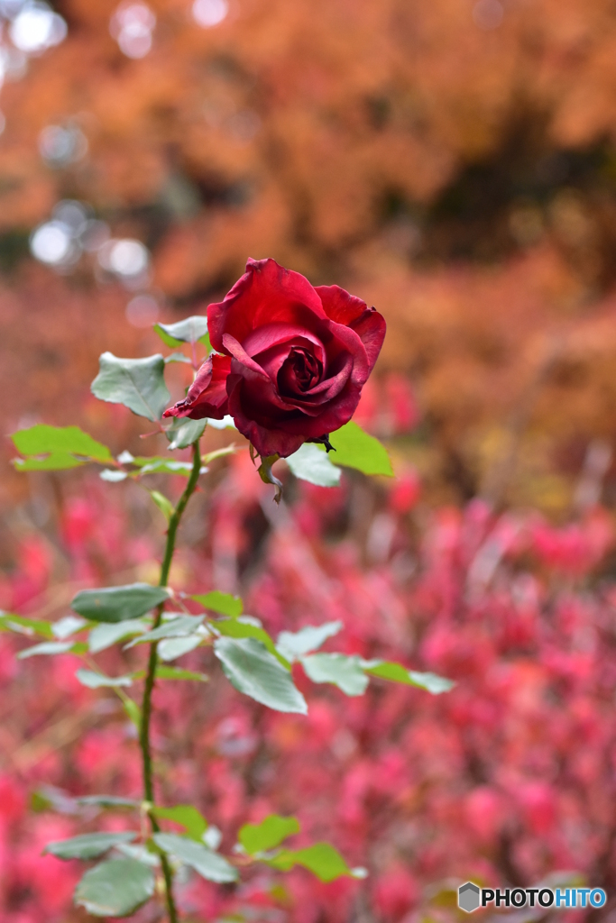 12月の薔薇