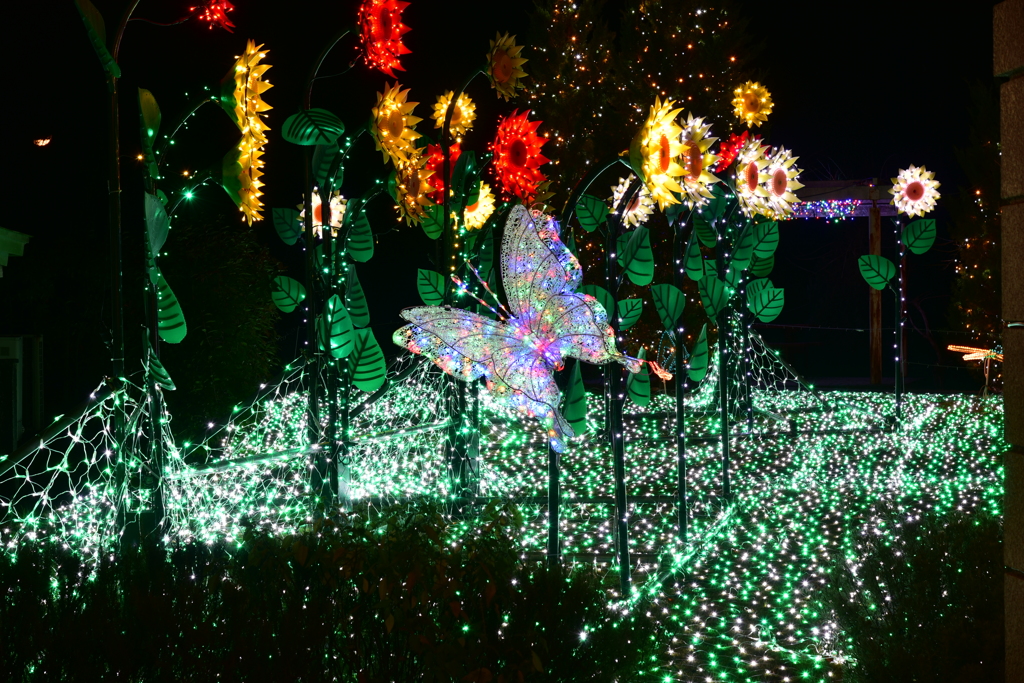 花と蝶