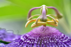 passion flower