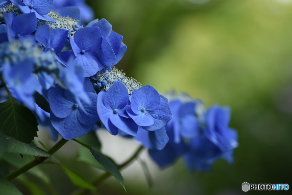 紫陽花