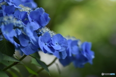 紫陽花