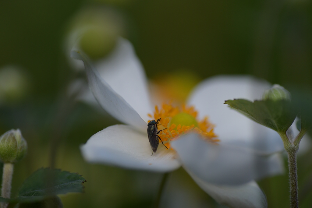 アブさんと花