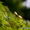 照らされて