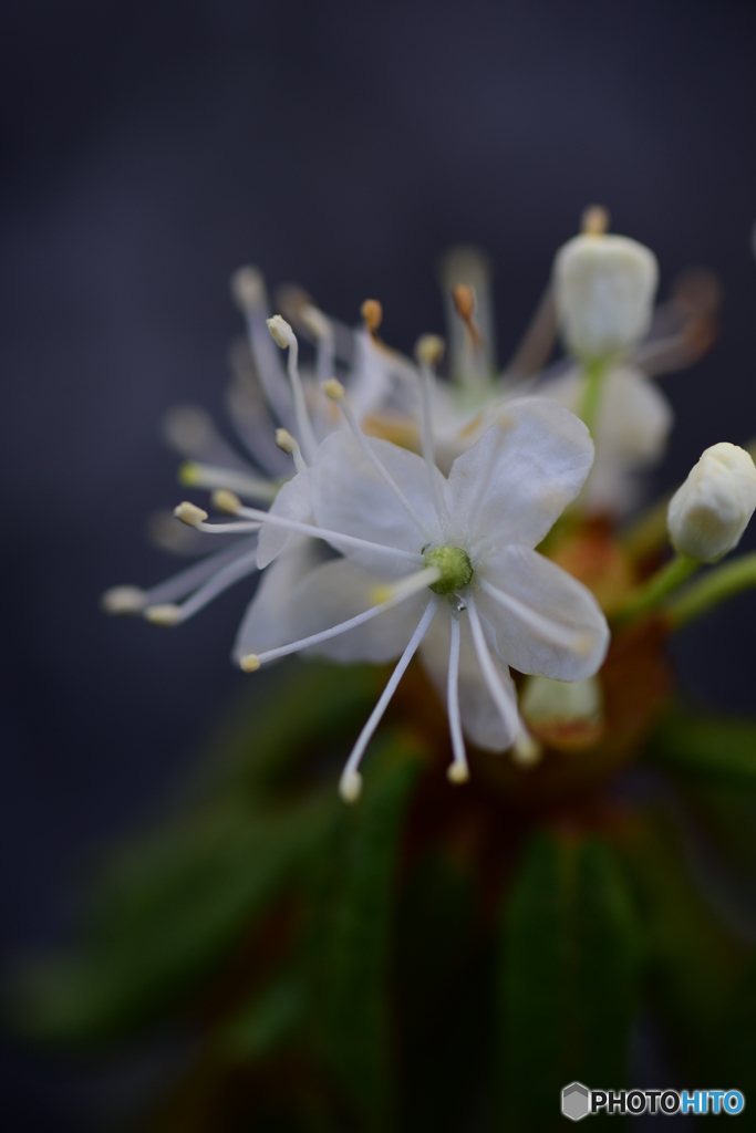 カラフトイソツツジ