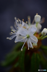 カラフトイソツツジ